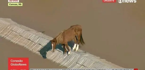 Cavalo no telhado