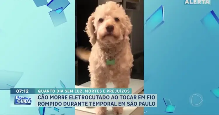 Cachorro morreu eletrocutado