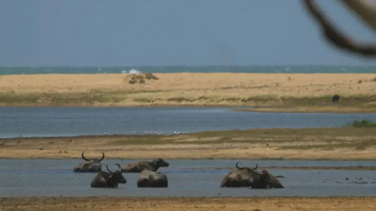 Sri Lanka